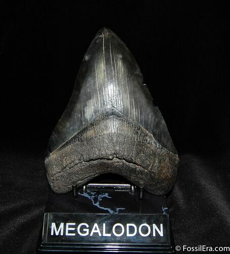 Beautiful Back / Inch Megalodon Tooth #575